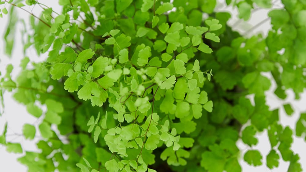 maidenhair fern on kitchen sink